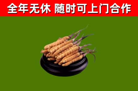 茶山镇回收冬虫夏草